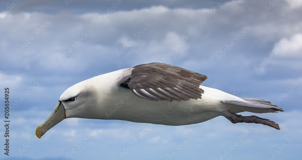 Albatross Albatross