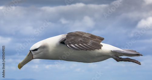 Albatross