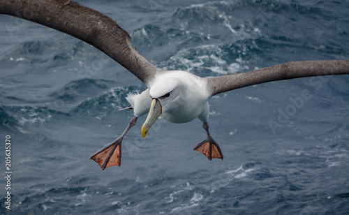 Albatross