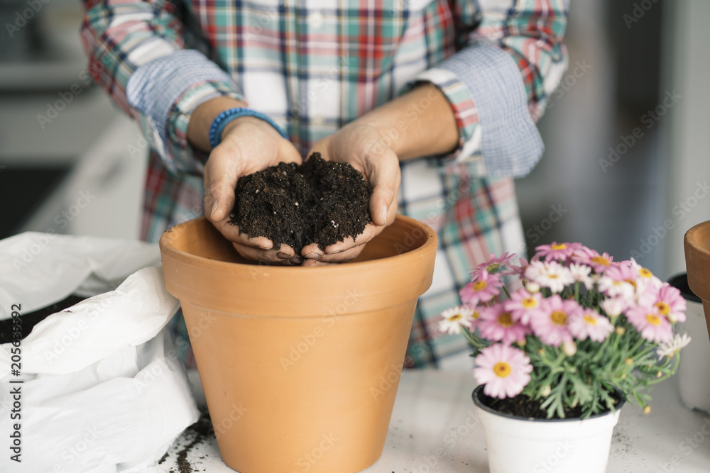 Man's hands transplanting plant. Man's hands transplanting plant.