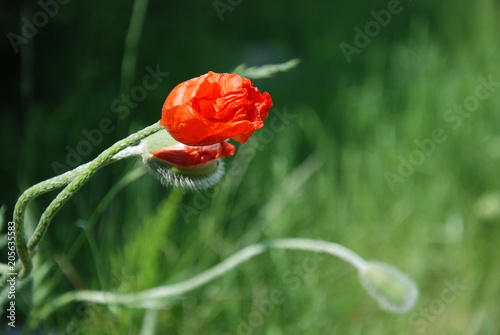 Blossoming Red Poppies Buds