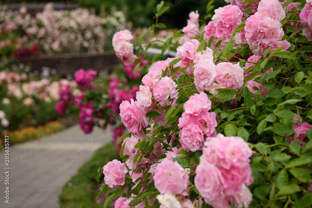 薔薇 薔薇