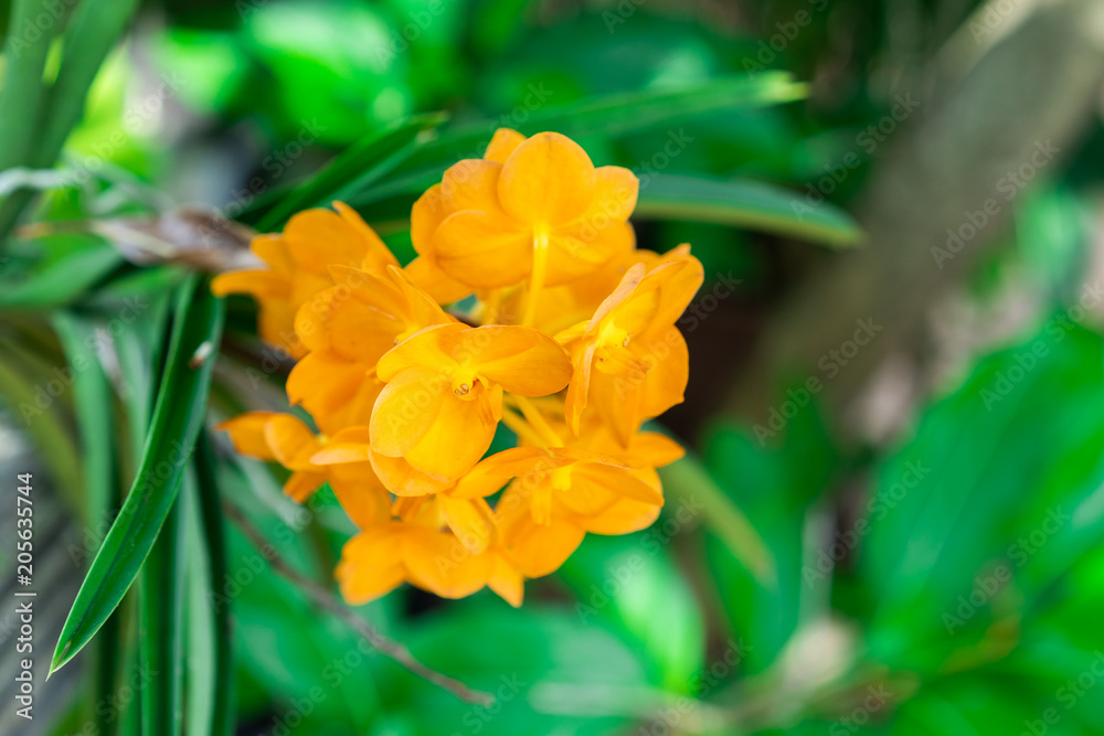 Fototapeta premium yellow orchid with leaf