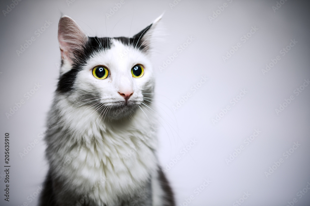 Obraz premium Kater Portrait 2