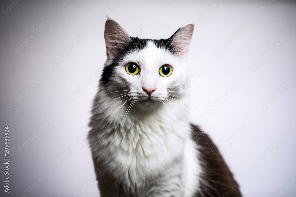 Fototapeta premium Kater Portrait 