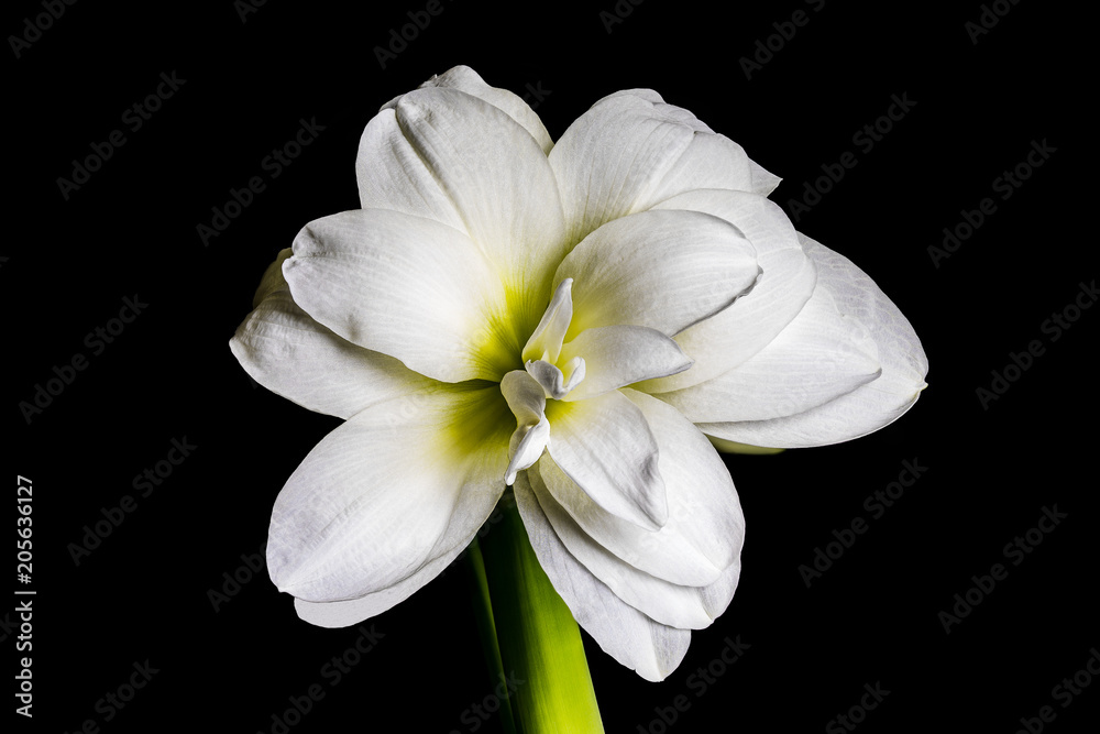 Fototapeta premium Blume lk