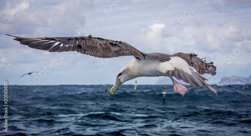 Albatross