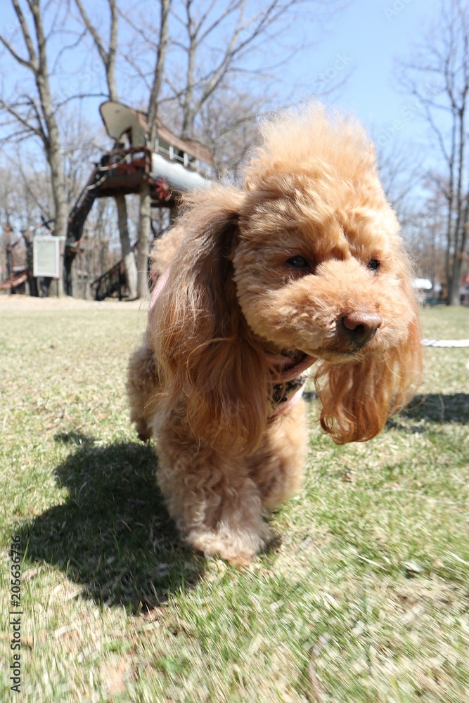 Fototapeta premium お散歩中