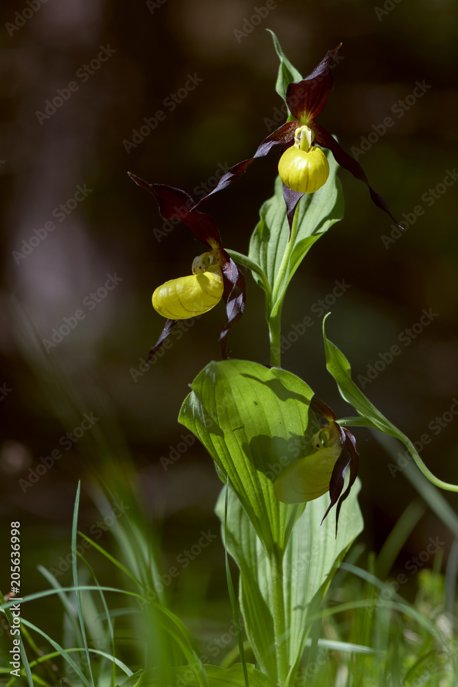 Orchid: Lady' Slipper - Cypripedium calceolus Orchid: Lady' Slipper - Cypripedium calceolus