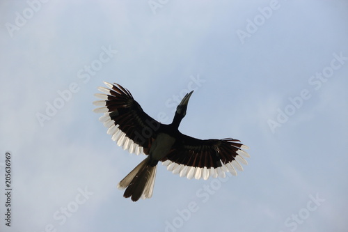 A wild hornbill (Bucerotidae) taken in flight on Pulau Pangkor, Malaysia © Chris T Photography