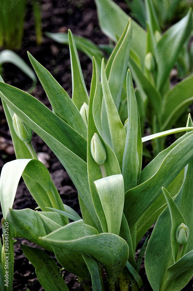 Unblown tulip in the garden. Unblown tulip in the garden.