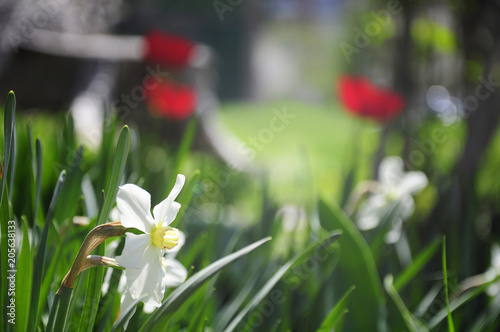 flower spring plant blossom natural