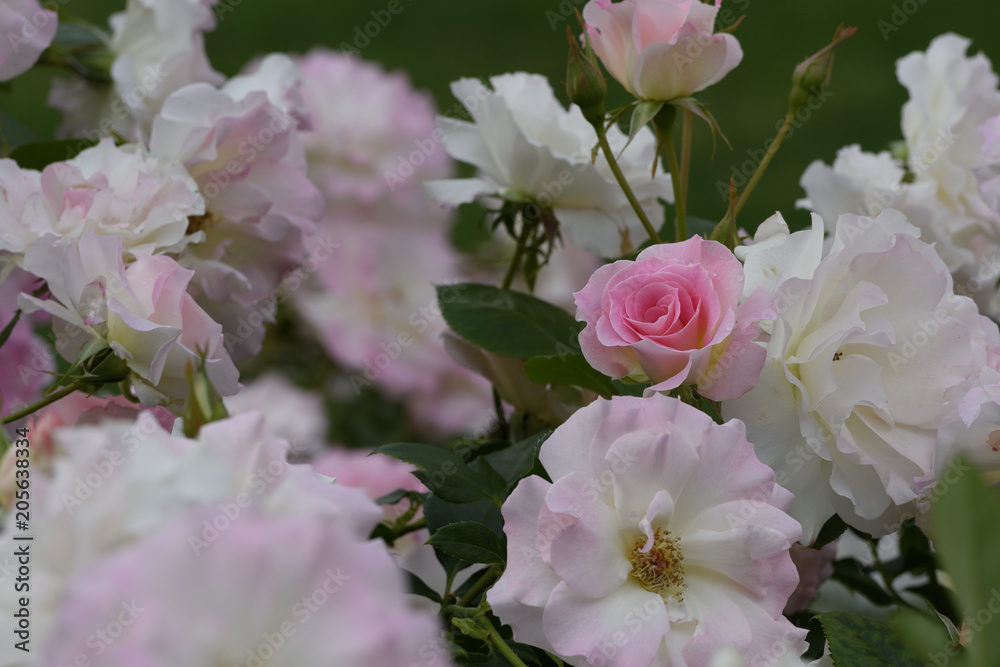 Fototapeta premium 中之島公園バラ園の薔薇