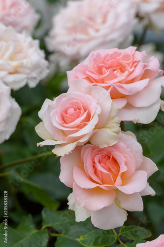 中之島公園バラ園の薔薇