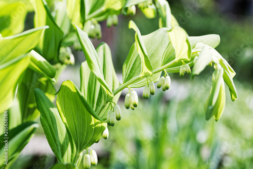 Plant of Polygonatum multiflorum - Solomon's seal, David's harp, ladder-to-heaven or Eurasian Solomon's seal photo