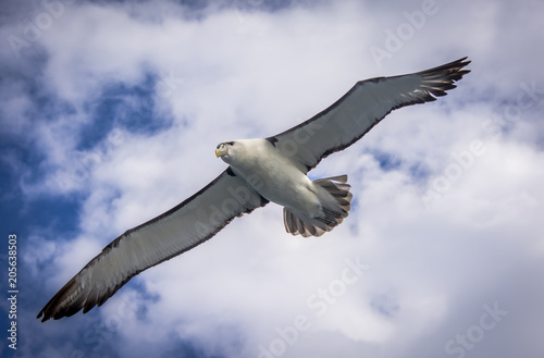 Albatross