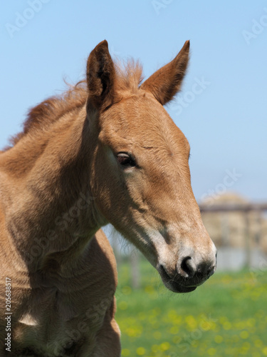 Cute Foal Headshot