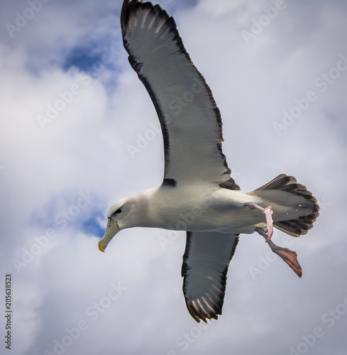 Albatross