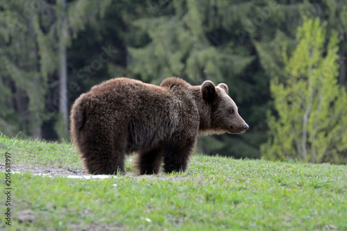 Brown bear in Carpathian Mountains in Transylvania, Romania