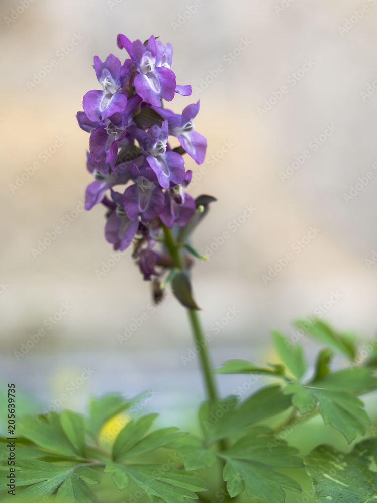 Violett blühender Lerchensporn auf einer Wiese. Violett blühender Lerchensporn auf einer Wiese.