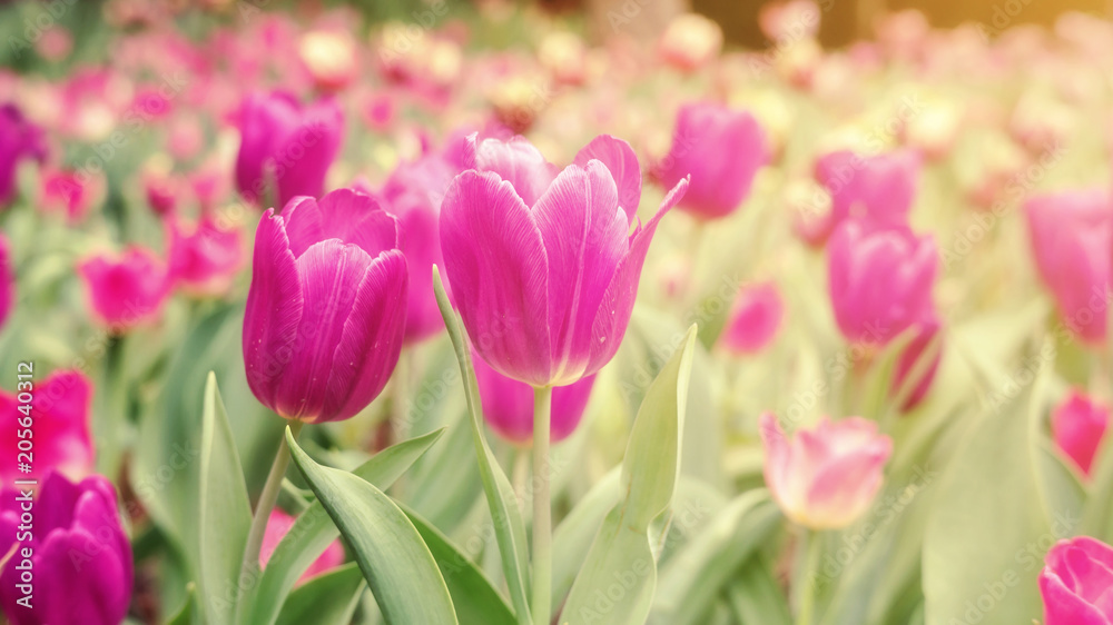 Pink tulip flower in a garden, vintage style.
