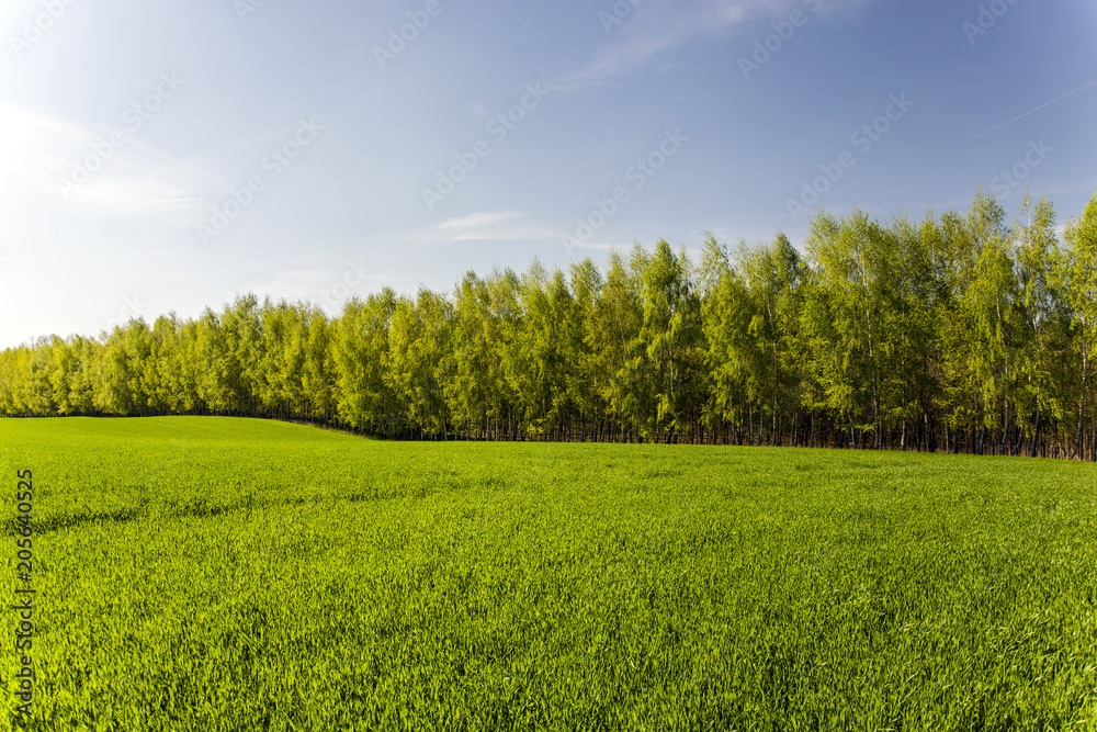 Green field under forest and blue sky