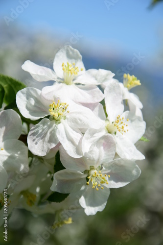 Apfelbaum in Blüte