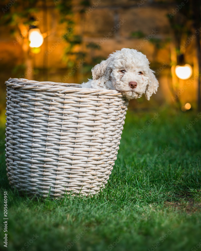 Fototapeta Cute puppy laying in the basket. night scene concept