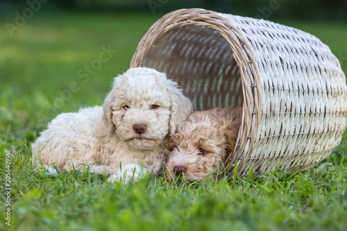 Fototapeta Naklejka Na Ścianę i Meble -  Cute puppies laying into the basket