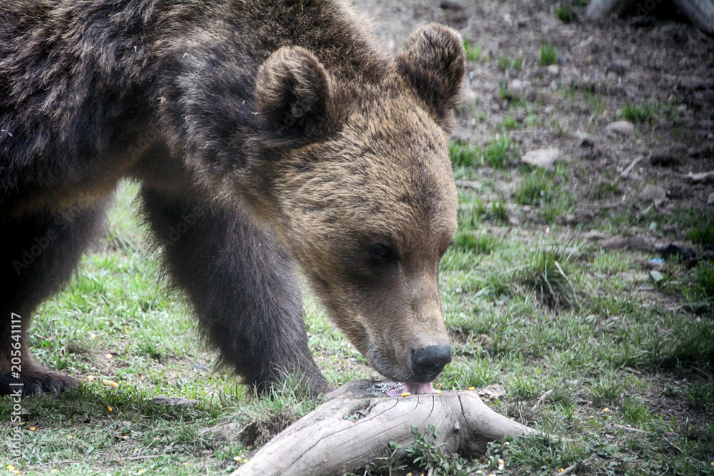 Brown bear in Carpathian Mountains in Transylvania, Romania Brown bear in Carpathian Mountains in Transylvania, Romania