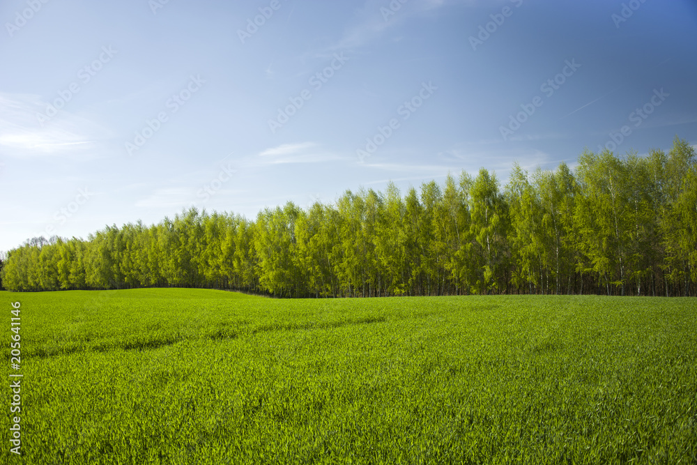 Green field and forest, spring view
