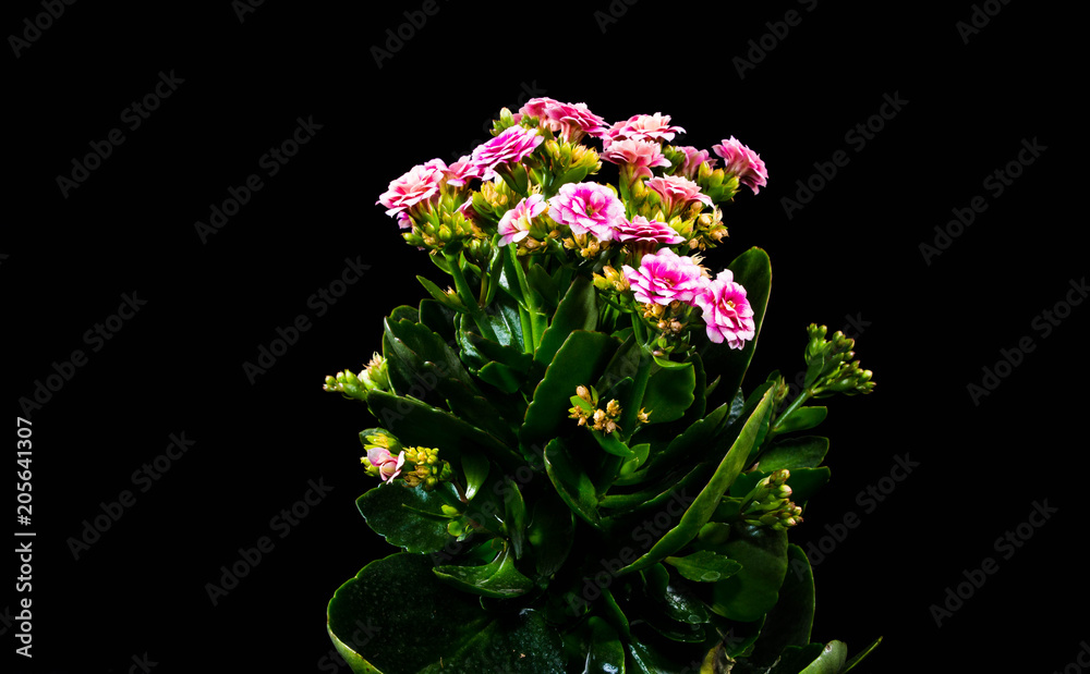 Pink flower Pink flower
