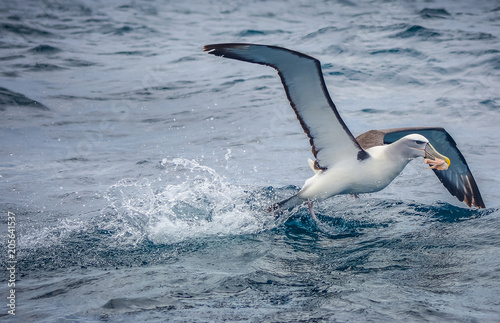 Albatross