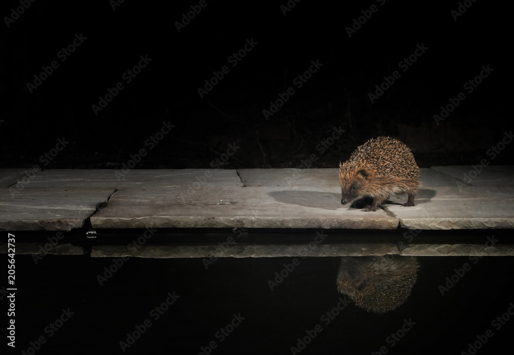 Obraz premium Hedgehog and reflection