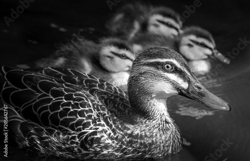 Duck