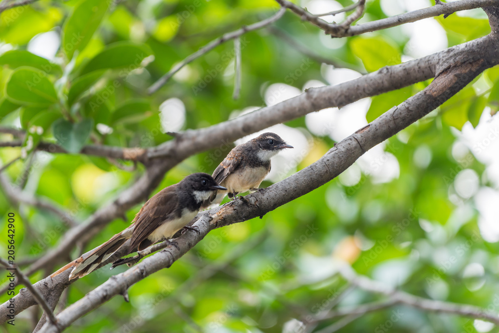 Two birds (Malaysian Pied Fantail) in nature wild Two birds (Malaysian Pied Fantail) in nature wild