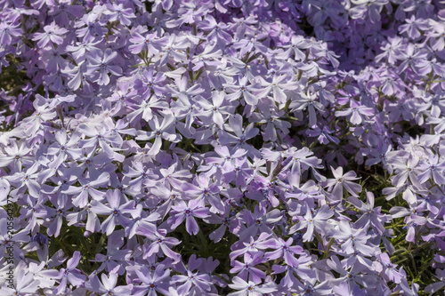 Beautiful spring lilac flowers. clode up photo