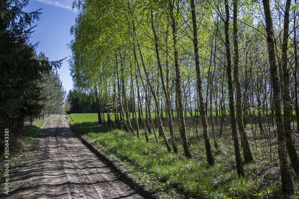 Obraz premium Forest road with birch and coniferous trees