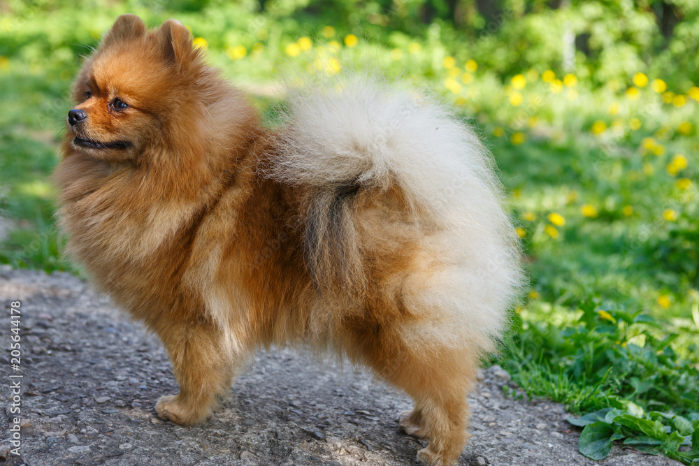 Small dog breed Pomeranian walks