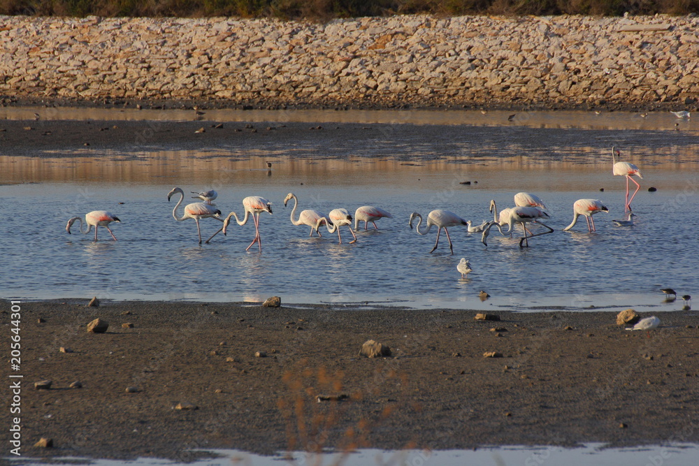 A flamingo's group in the salt lake