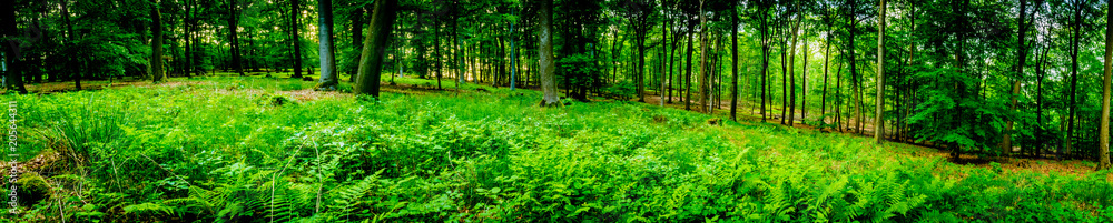 Wald-Wanderung - Germany