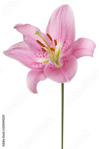 Fototapeta Naklejka Na Ścianę i Meble -  lily flower isolated