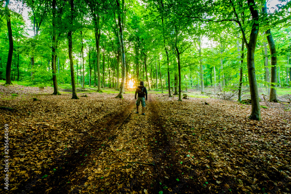 Wald-Wanderung - Germany Wald-Wanderung - Germany