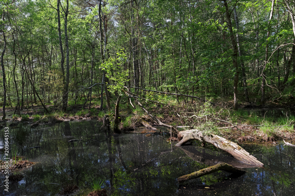 Pond reflection in fontainebleau forest Pond reflection in fontainebleau forest