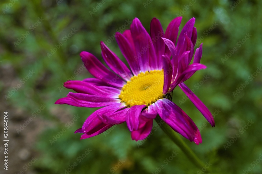 Obraz premium яркий распустившийся цветок