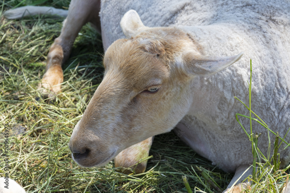 Shaved sheep rest in the green grass Shaved sheep rest in the green grass