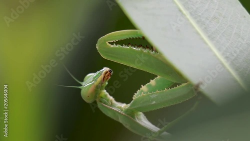 giant African mantis, Sphodromantis viridis in the wild amongst a bush in a garden in cyprus during may. photo