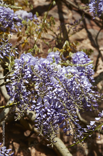 Wisteria photo