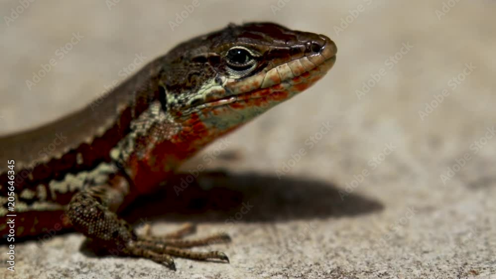 Troodos Lizard, Phoenicolacerta troodica, resting on the ground and on a branch in a garden on cyprus during may. Troodos Lizard, Phoenicolacerta troodica, resting on the ground and on a branch in a garden on cyprus during may.