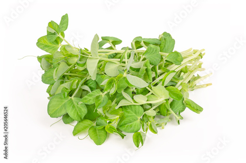 Bunch of snow pea microgreen on white background. Shoots of Pisum sativum  also called mangetout or sugar peas. Young plants  seedlings  sprouts and cotyledons. Macro food photo  close up  front view.